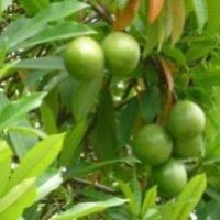 Bintaro tanaman beracun yang bermanfaat