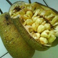 cempedak atau cempeda