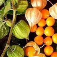 Buah Ciplukan