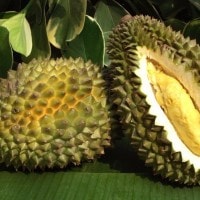 Varietas Durian