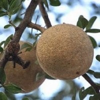 Kawista, Buah batok, Boh Linggee, Kusta, Kawis