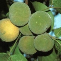 kecapi(seutui)