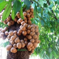 Tumbuhan kepel atau burahol