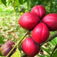 Buah Kutukan (Simalakama)
