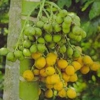 Pinang