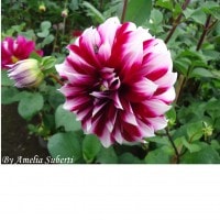 Dahlia sp