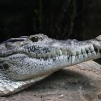 Buaya irian