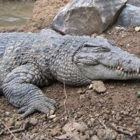 Buaya Irian