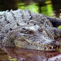 Buaya Muara, Buyaa