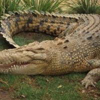 Buaya Bekatak