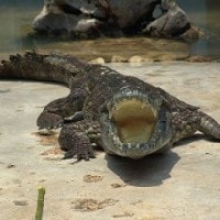 Buaya Siam