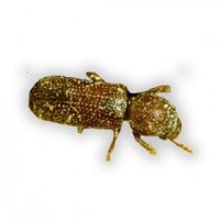 kumbang bubuk gabah (Rhyzopertha dominica)