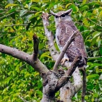 Beluk jampuk / Barred Eagle-Owl