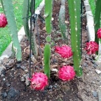 Buah Naga