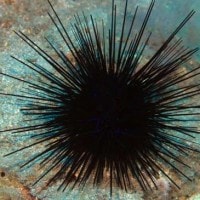Landak Laut (Bulu Babi)