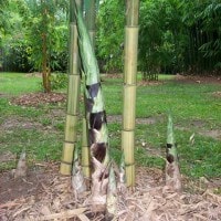 Buluh Regen atau Bambu Regen