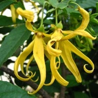 Kenanga
