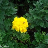 Bunga Krisan kuning