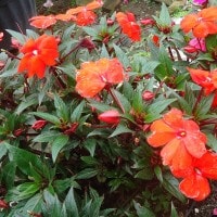 SunPatiens