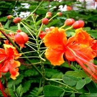 bunga kembang merak