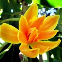Bunga Jeumpa (Aceh), √¢‚Ç¨≈ìChampaca Champa√¢‚Ç¨¬ù (√†¬§≈°√†¬§¬Æ√†¬§¬™√†¬§¬æ √†¬§≈°√†¬§¬Æ√†¬§¬™√†¬§¬æ) (India),  √¢‚Ç¨≈ì√†¬∏ÀÜ√†¬∏¬≥√†¬∏‚Ä∫√†¬∏¬≤√¢‚Ç¨≈ì (Thailand),  √¢‚Ç¨≈ìSu Nam√¢‚Ç¨¬ù atau √¢‚Ç¨≈ìSu Ngoc Lan√¢‚Ç¨¬ù (Vietnam).