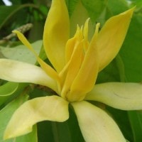 Cempaka Kuning