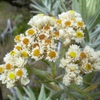 Existence of Edelweiss Bromo in National Park Tengger Semeru (TNBTS)