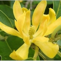 Mengenal Tanaman Cempaka Wangi, Flora Maskot Provinsi Aceh