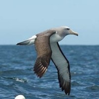 Burung Albatros