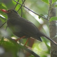 Burung Anis Sulawesi