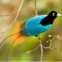 Cendrawasih Biru