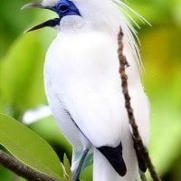 Jalak Bali