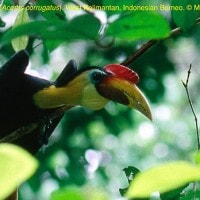 Julang jambul hitam.