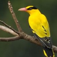 Si Kuning Kepodang