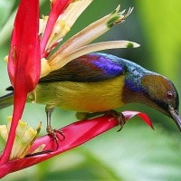 Burung Madu Kelapa