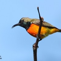 Burung-madu sumba