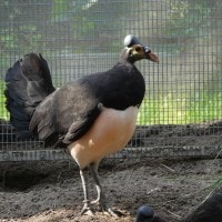 Burung Maleo
