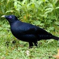 Burung Namdur / Bowerbid