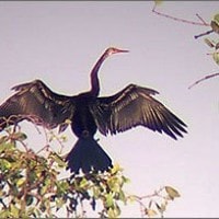 burung pecuk ular