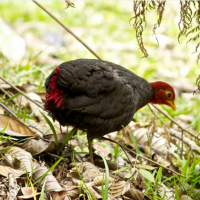 Puyuh Kepala Merah