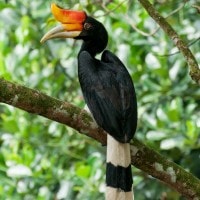 Rangkong Badak Kalimantan