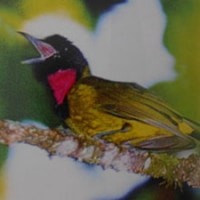 Gerugiwa, Burung Arwah dari Kelimutu