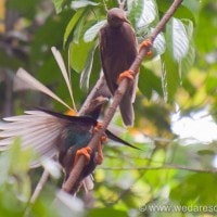 weak-weka