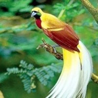 Bird of Paradise : Cendrawasih