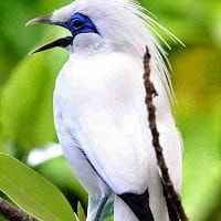 Curik/Jalak bali, si Maskot Provinsi Bali