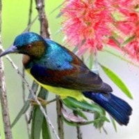 Burung-madu Kelapa (Plain-throated Sunbird/Anthreptes moluccensis)