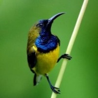 Burung-madu Sriganti (Olive-backed Sunbird/Nectarinia jugularis)