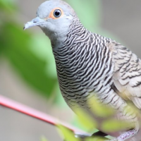 Mitos Burung Perkutut