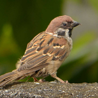 Burung Gereja