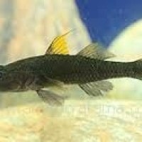 ikan butini